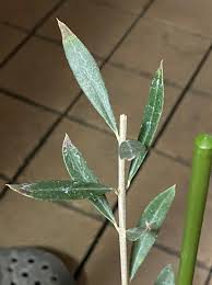 オリーブ 葉 が 茶色