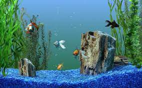 Maybe you would like to learn more about one of these? Popular Screensavers Aquarium Screensaver Screen Savers Wallpapers Fish Tank