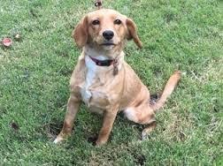 Black Bear Diner Moreno Valley Ca Image Result For Labbe Dog Dogs Dog Days Puppies