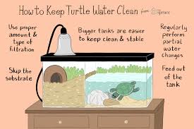 I realize there may be a priority issue but i don't. Why Your Pet Turtle Needs Clean Tank Water