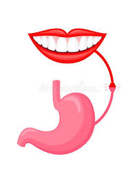Connection Between Human Mouth And Stomach Concept Stock Vector Illustration Of Anatomy Health 148126718