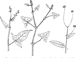 Image result for Coronopus integrifolius