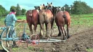 See more ideas about draft horses, horses, belgian draft horse. Strong Belgian Draft Horses Working On The Farm Merelbeke Youtube