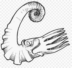 Draw the fossil on one side on the other side of paper : Book Drawing Png Download 1634 1531 Free Transparent Ammonites Png Download Cleanpng Kisspng