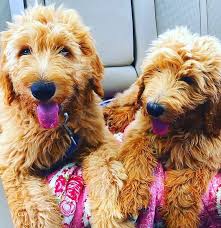 We breed f1 goldendoodles (mom is a golden retriever & dad is a poodle) and f1b. Mini F1 Goldendoodle Pre Litter Deposit Harmony Goldendoodles