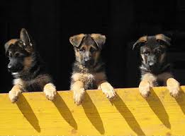 Weitere ideen zu schäferhunde, schäferhund welpen, welpen. Kaufinfo