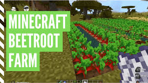 Maybe you would like to learn more about one of these? How To Plant Beetroot In Minecraft Minecraft Beetroot Farm