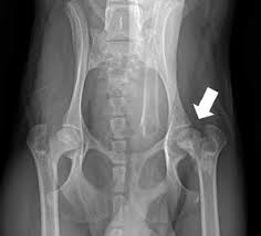 Legg Calve Perthes Disease Dog