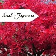 Our selection of flowering shrubs and small trees offers great visual beauty with colorful flowers, fruit and showy fall foliage. Small Garden Trees Ornamental Trees For Small Gardens