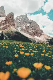 Maybe you would like to learn more about one of these? Hd Wallpaper Bed Of Orange Flowers California Poppy Flower Field During Daytime Beside Brown Rocky Mountain Wallpaper Flare