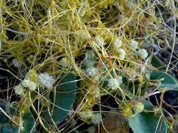 Image result for Cuscuta approximata