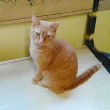 Cleveland apl pet of the weekend: Cat Sanctuary Adopting Cats In Cleveland Ohio