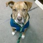 Photo Gallery: Those Ears Part 2