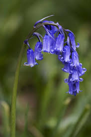 Flowering time september to november; Bluebell Flowers Beautiful And Whimsical Perennials Dengarden