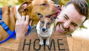 Adopting a Shelter Dog? Learn the 3-3-3 Rule