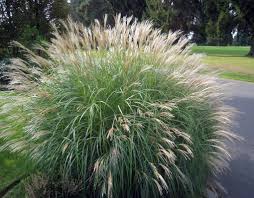 When To Cut Back Ornamental Grasses - Birds And Blooms