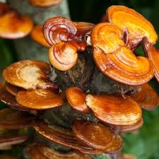 Image result for Ganoderma lucidum