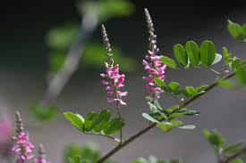 Image result for Indigofera adenoides