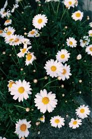Flowers Cozy Moody Scenery Architecture And Life Goals Tumblr Iphone Wallpaper Daisy Wallpaper Iphone Wallpaper