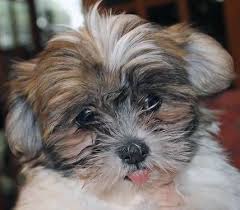 Dogs Puppies For Sale In San Antonio Ebay Classifieds Kijiji Page 1 Puppies Shih Tzu Dog Dogs And Puppies