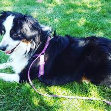 We are an officially recognized kennel with american kennel club (akc), members of united states australian shepherd assoc. Australian Shepherd Puppies In Colorado For Sale Mini And Toy Aussies Co Stealin Blue Minis