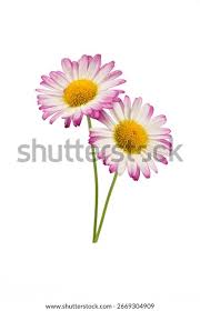 Image result for Glebionis carinata `German Flag`