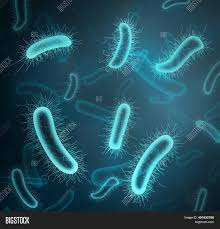 We did not find results for: Closeup View Bacteria Image Photo Free Trial Bigstock