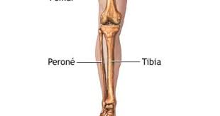 Hueso Cortical Y Hueso Trabecular Osteoporosis Anatomy Bones Leg Anatomy Leg Bones