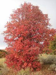 Check spelling or type a new query. Selection And Budding Propagation Of Native Bigtooth Maple For Water Conserving Landscapes In Horttechnology Volume 22 Issue 5 2012