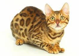 Fully grown bengal cats can. Leopard Bengal Breeder With Kittens For Adoption Lap Leopard Bengals
