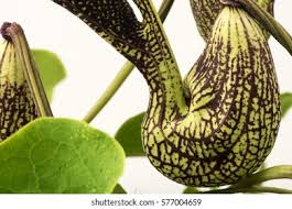 Image result for Aristolochia ringens
