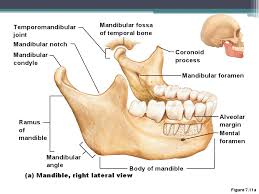 Sphenoid Bone Skeletal System Anatomy Bones Human Anatomy And Physiology Anatomy Bones