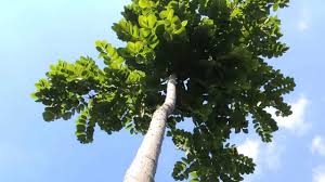 Image result for Centrolobium