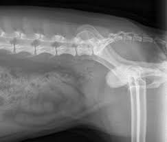 What are the causes of bladder stones? Bladder Stone Animal Wikipedia