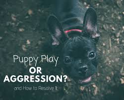 Jan 30, 2021 · another great way to stop biting is to introduce chew toys into the mix. Is My Puppy Being Playful Or Aggressive Pethelpful