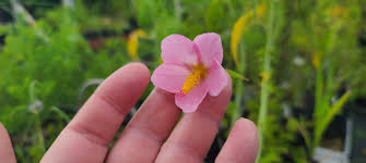 Image result for Kosteletzkya