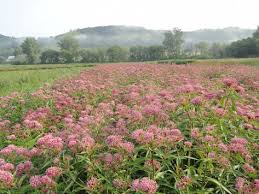Asclepias Incarnata Rose Milkweed Asclepias Incarnata Asclepias Milkweed