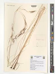 Image result for Andropogon fastigiatus