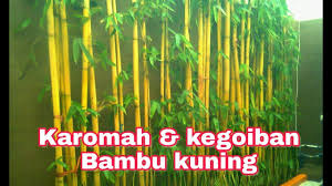 Misteri Bambu Kuning Dibangkitkan Karomah Dan Kegoibannya Bambu Kuning