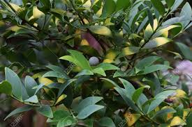 Image result for Nageia nagi