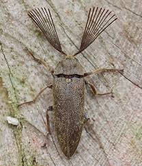 Black Beetle Stink Bug Handsome Male Click Beetle Callirhipidae Elateridae By Kurt Orionmystery Blogspot Com Via Flickr Beetle Beautiful Bugs Insect Collection
