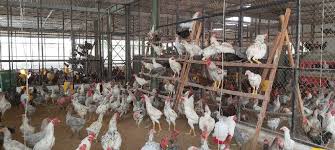 Hpa Internasional Kembangkan Ayam Organik Halal Menggunakan Ayam Kub Technology Indonesia