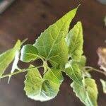 Image result for Senecio deltoideus