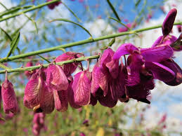 Image result for Polygala virgata