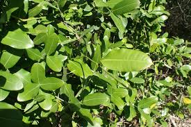 Image result for Secamone alpini