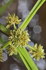 Image result for Cyperus difformis