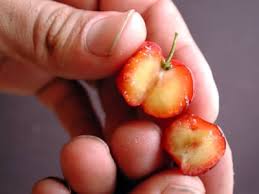 The barbados cherry is a small, round to oblate fruit, averaging about 1 inch in diameter. Barbados Cherry Malpighia Punicifolia