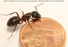 Rossameise — rossameisen königin einer rossameise (camponotus spec.) systematik klasse: Myants De Kaufen Bestellen Ameisen Ameisenfarm Camponotus Ligniperdus Ameisen Kaufen Bestellen Ameisenfarmen Futtertiere