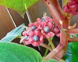 Image result for Gesneriaceae