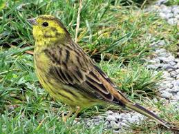 Birds Of North Alabama Alabama State Bird Yellowhammer State Birds Bird Alabama State